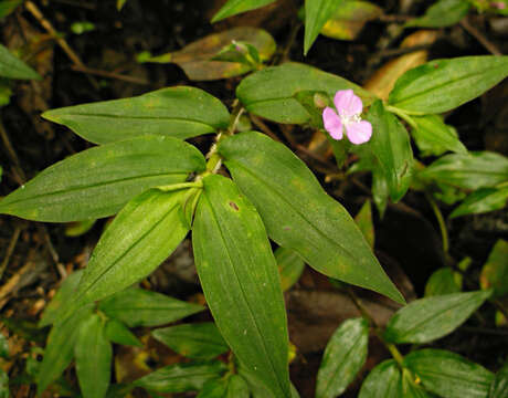 Image of Tradescantia poelliae D. R. Hunt