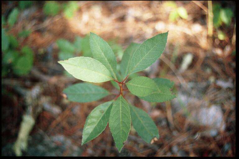 Imagem de Prunus pumila L.