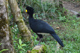 Image of Great Curassow