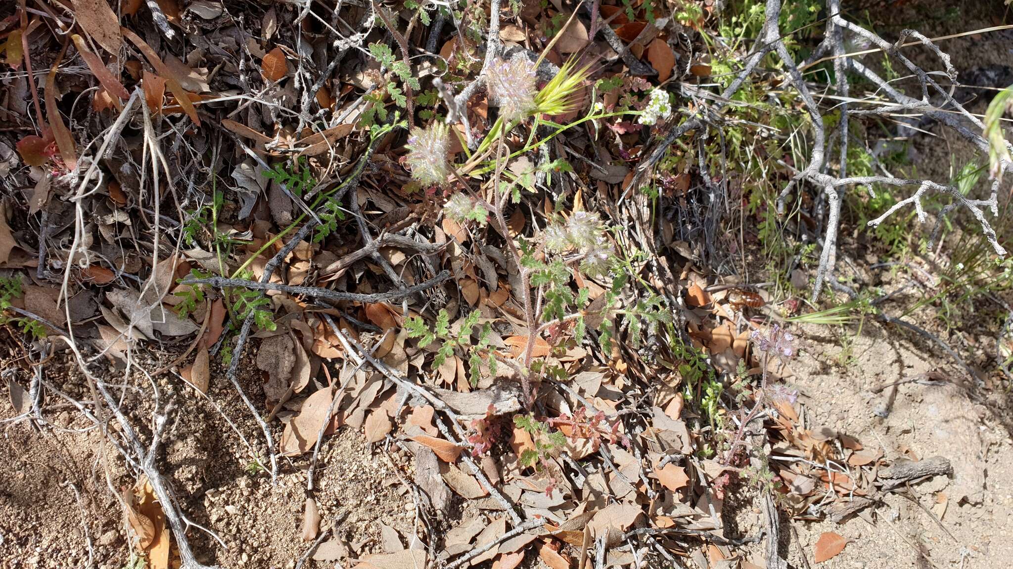 Image of hiddenflower phacelia