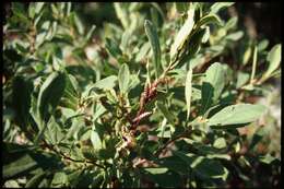 Image of Bog-myrtle