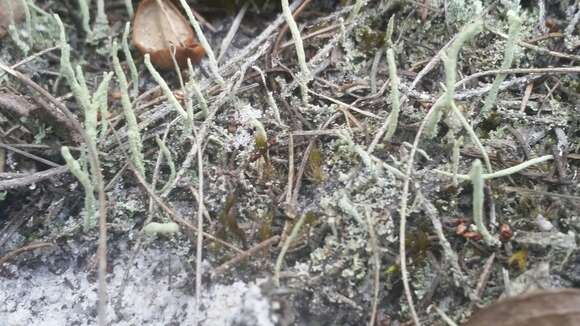 Image of Powdery peg lichen