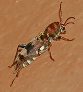 Image of Rustic Borer