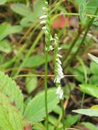 Image of Slender ladies'-tresses