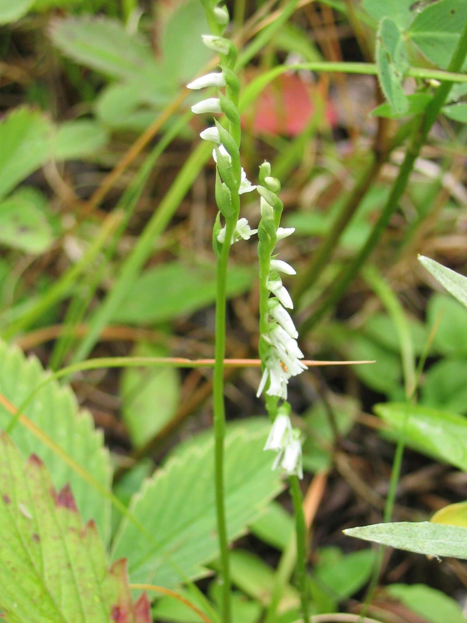 Image of Slender ladies'-tresses