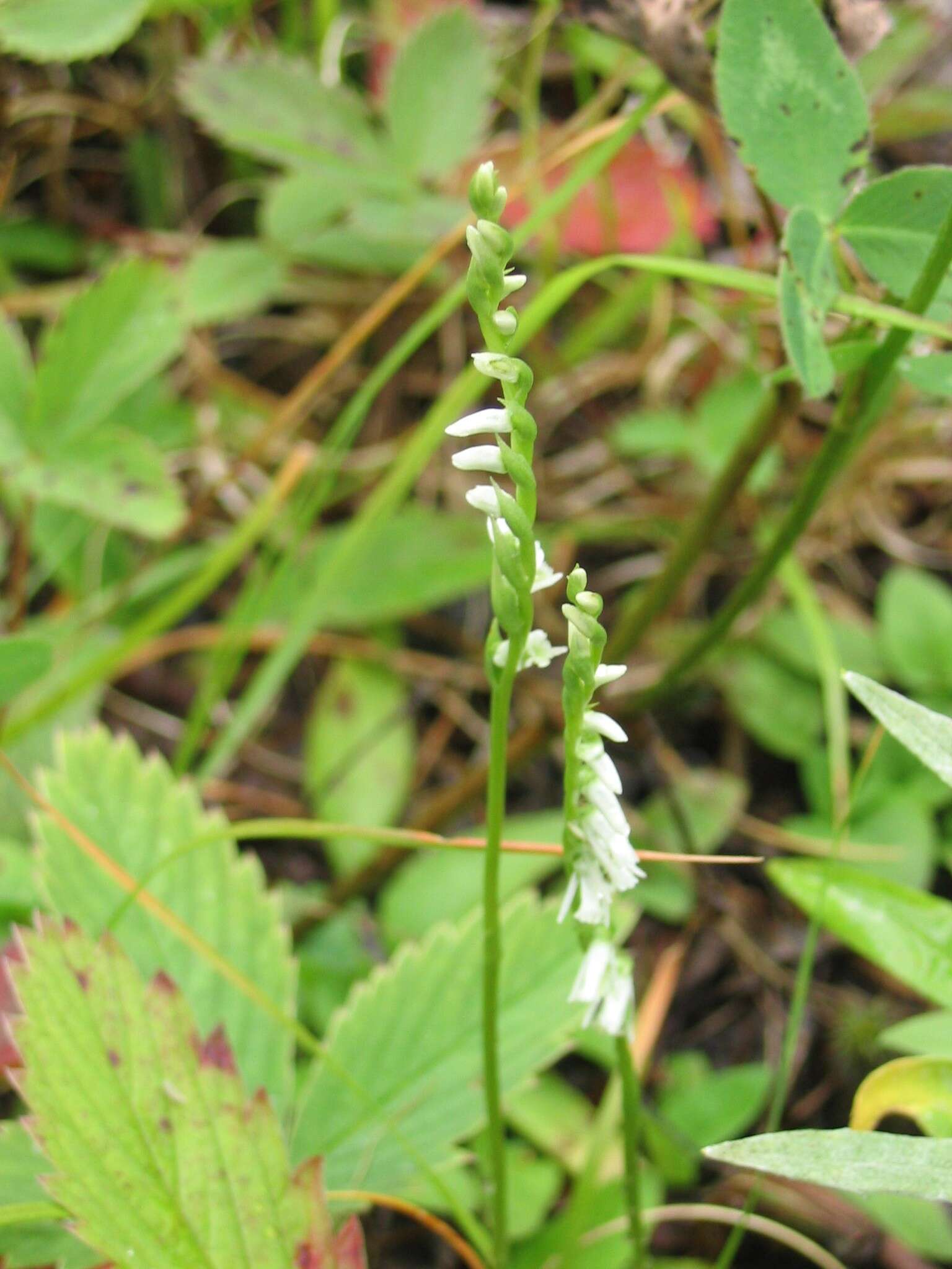 Image of Slender ladies'-tresses