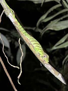 Image of Banded Tree Anole