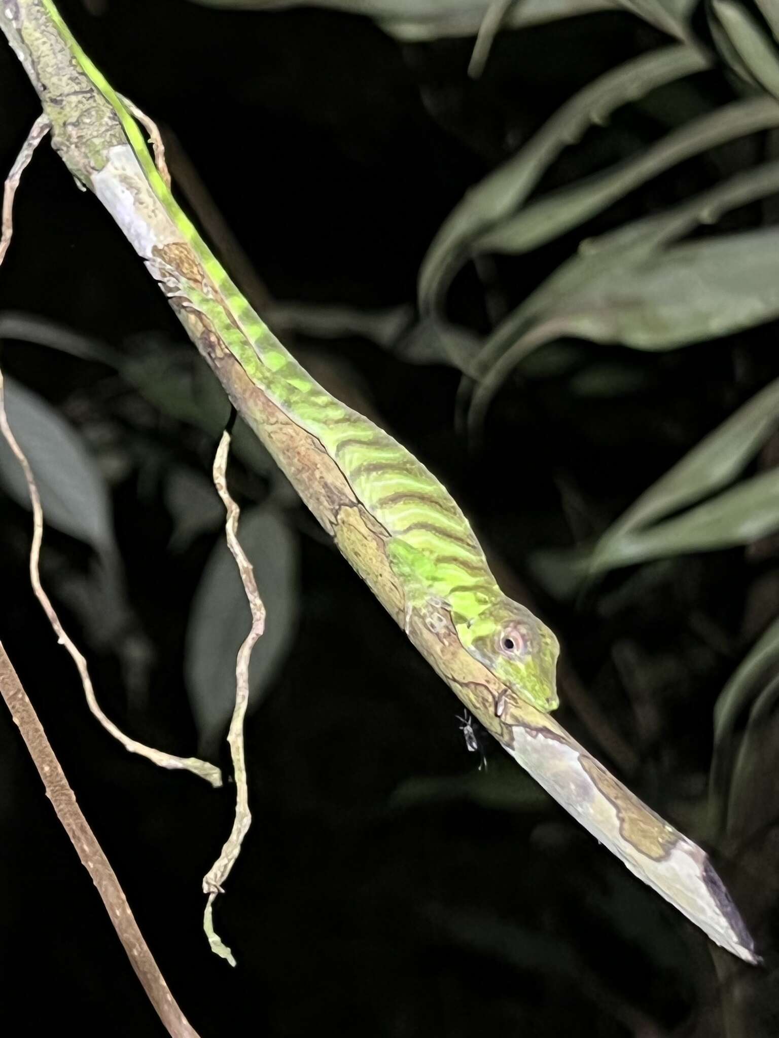 Image of Banded Tree Anole