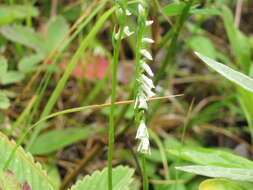 Image of Slender ladies'-tresses