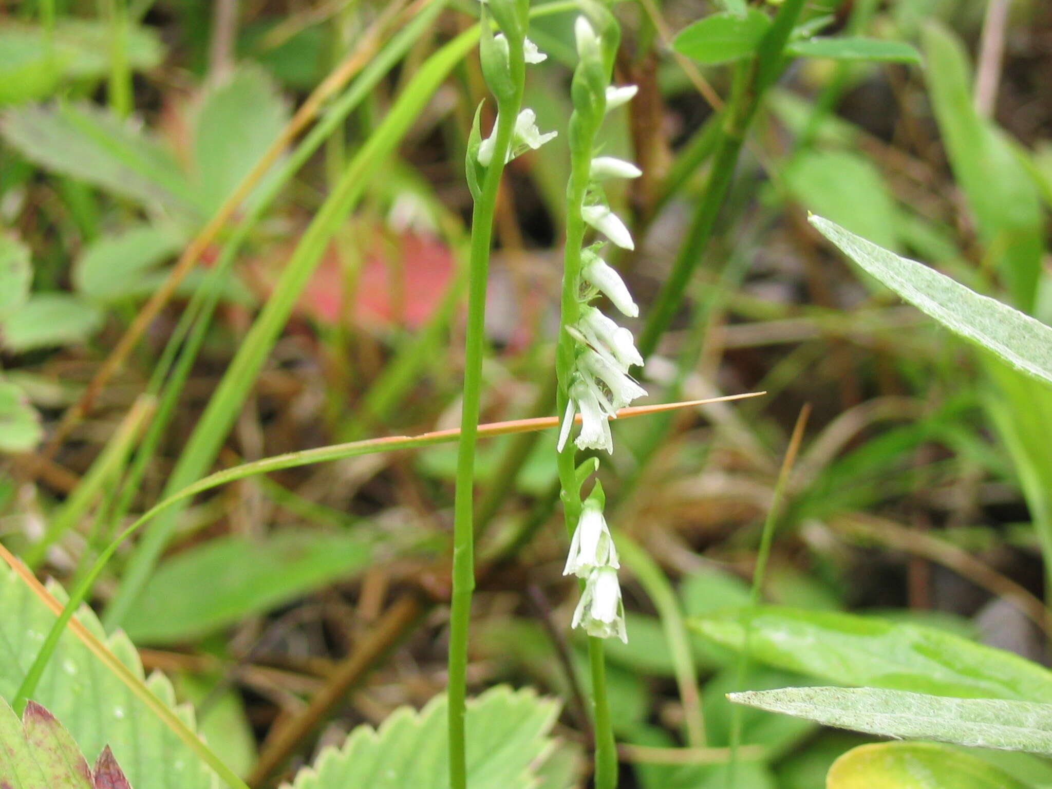 Image of Slender ladies'-tresses