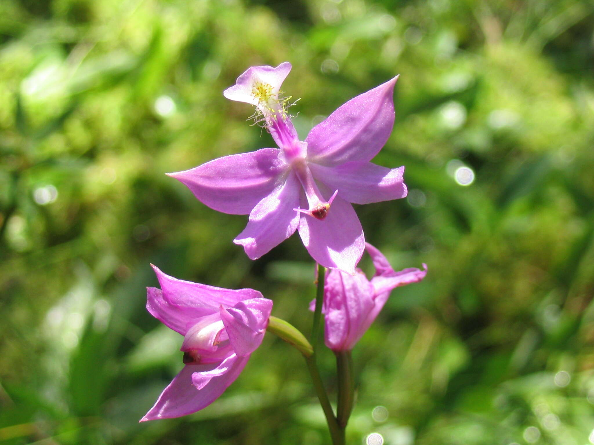 Image of tuberous grasspink