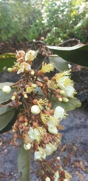 Image of Sarcolaena multiflora Thouars