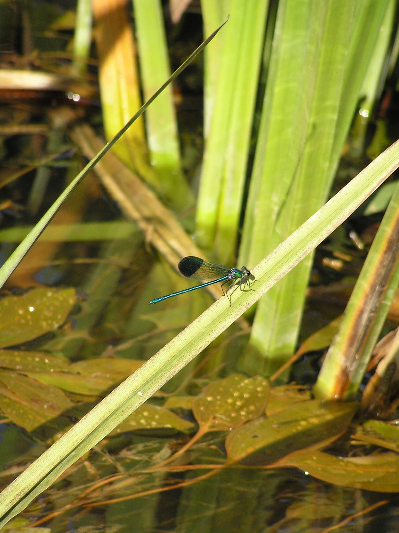 Image of Syrian Demoiselle