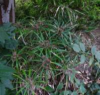 Image of Cyperus alternifolius subsp. flabelliformis Kük.