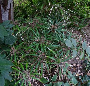 Sivun Cyperus alternifolius subsp. flabelliformis Kük. kuva