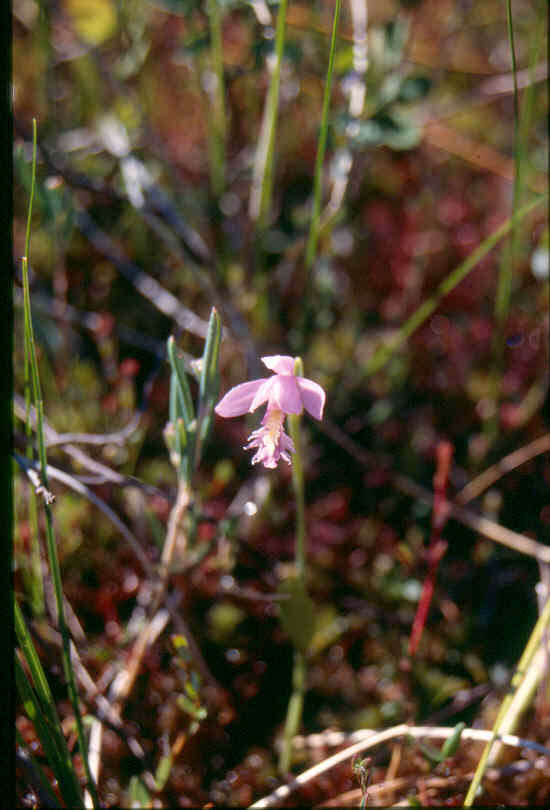 Image of snakemouth orchid