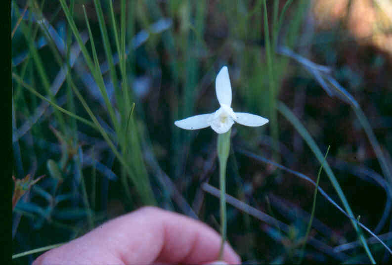 Image of snakemouth orchid