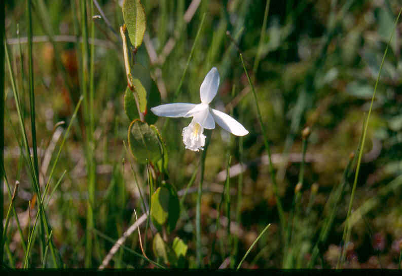 Image of snakemouth orchid