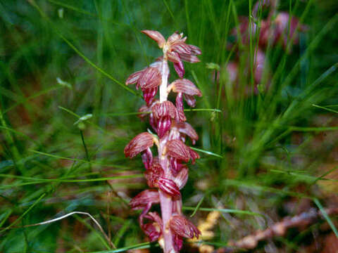 Image of Striped coralroot