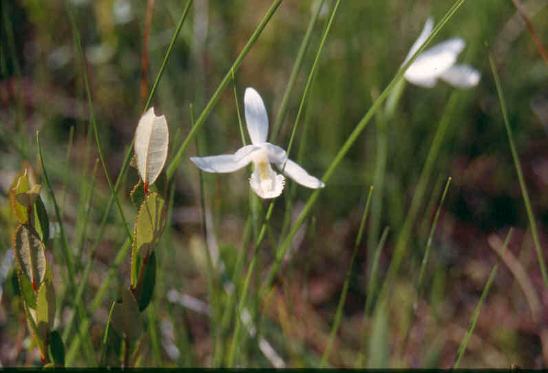 Image of snakemouth orchid