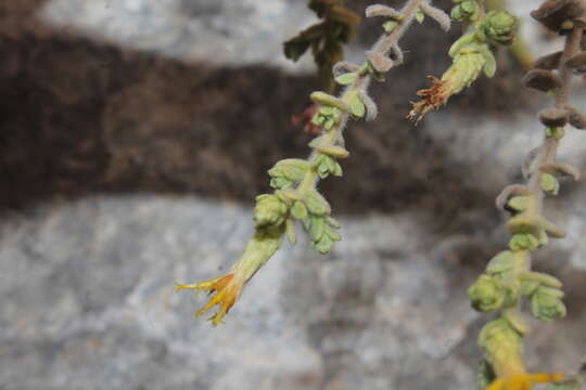 صورة Chiliadenus iphionoides (Boiss. & Blanche) Brullo