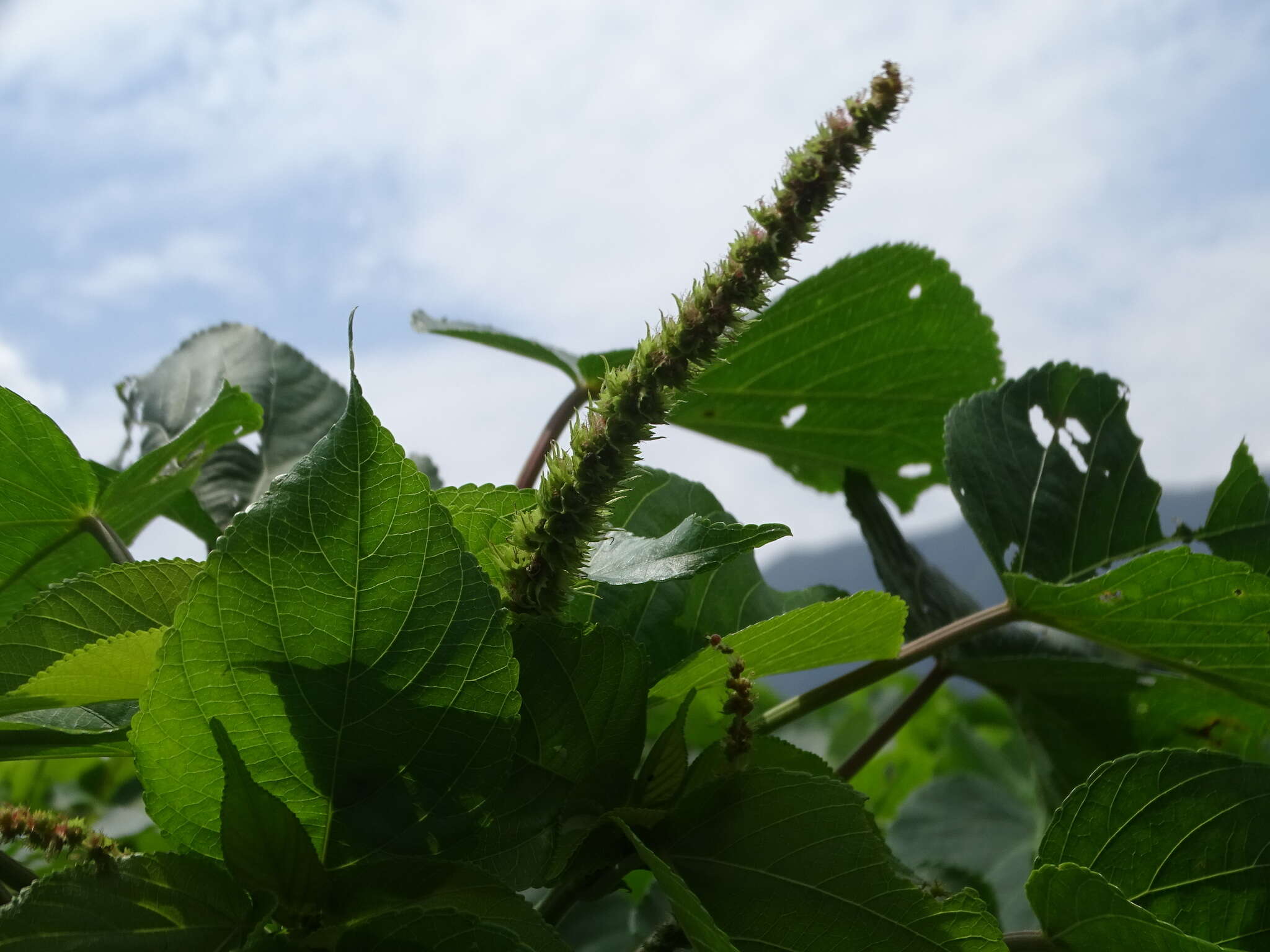 Image de Acalypha grandibracteata Merr.