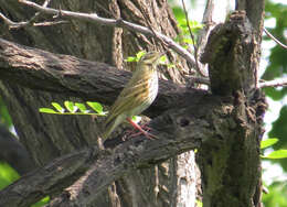 Image of Olive-backed Pipit