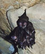 Image of big-eared woolly bat