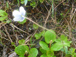 Anemone parviflora Michx. resmi