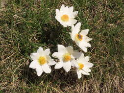 Image of Pulsatilla alpina subsp. millefoliata (Bertol.) D. M. Moser