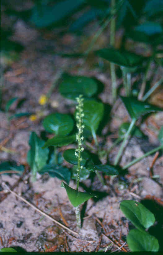 Image de Malaxis monophyllos (L.) Sw.