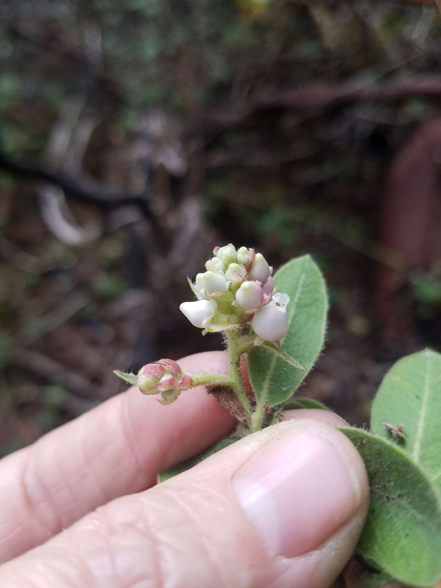 Sivun Arctostaphylos virgata Eastw. kuva