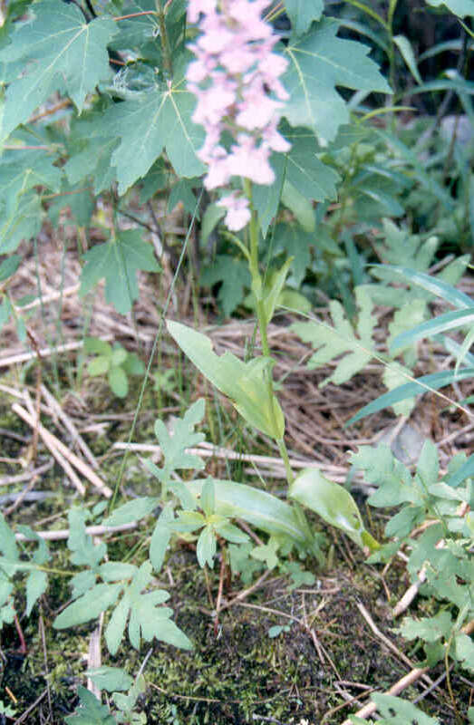 Image of Lesser purple fringed orchid