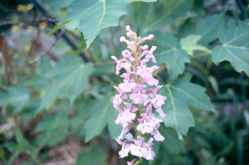 Image of Lesser purple fringed orchid