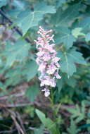 Image of Lesser purple fringed orchid