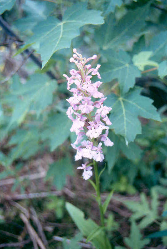 Image of Lesser purple fringed orchid