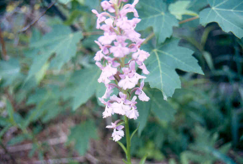 Image of Lesser purple fringed orchid