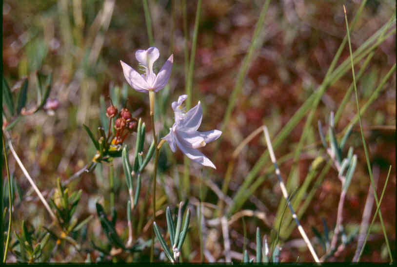 Image of tuberous grasspink