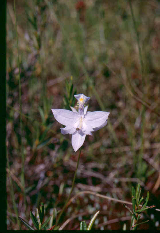 Image of tuberous grasspink