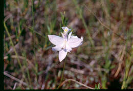 Image of tuberous grasspink