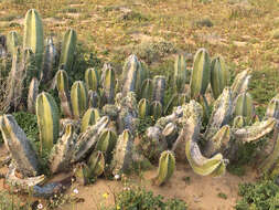 Image of senita cactus