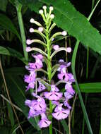 Image of Lesser purple fringed orchid