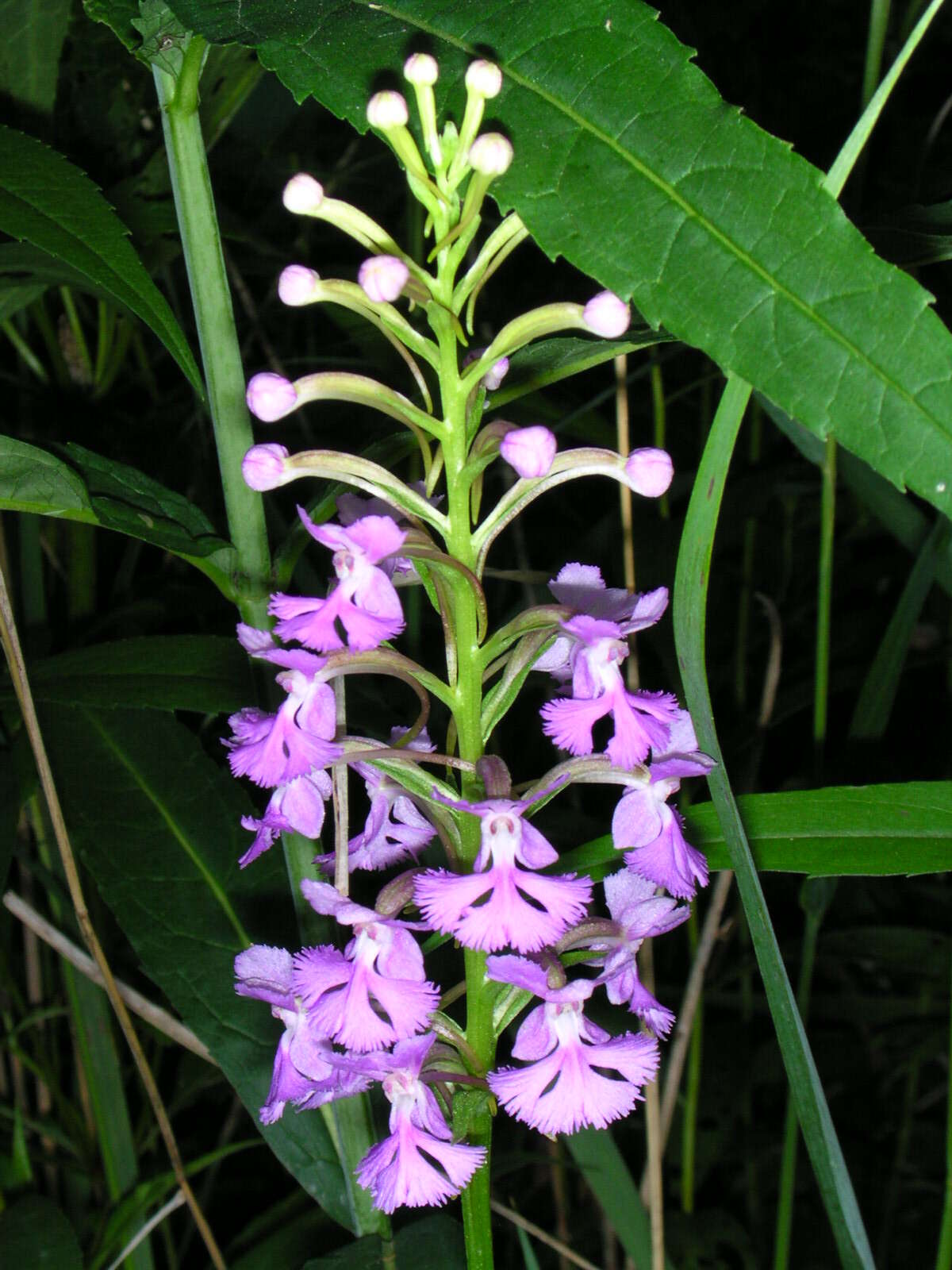 Image of Lesser purple fringed orchid