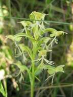 Platanthera lacera (Michx.) G. Don resmi