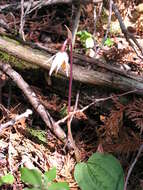 Image of calypso orchid