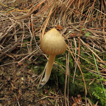 Image of Entoloma cuneatum (Bres.) M. M. Moser 1978