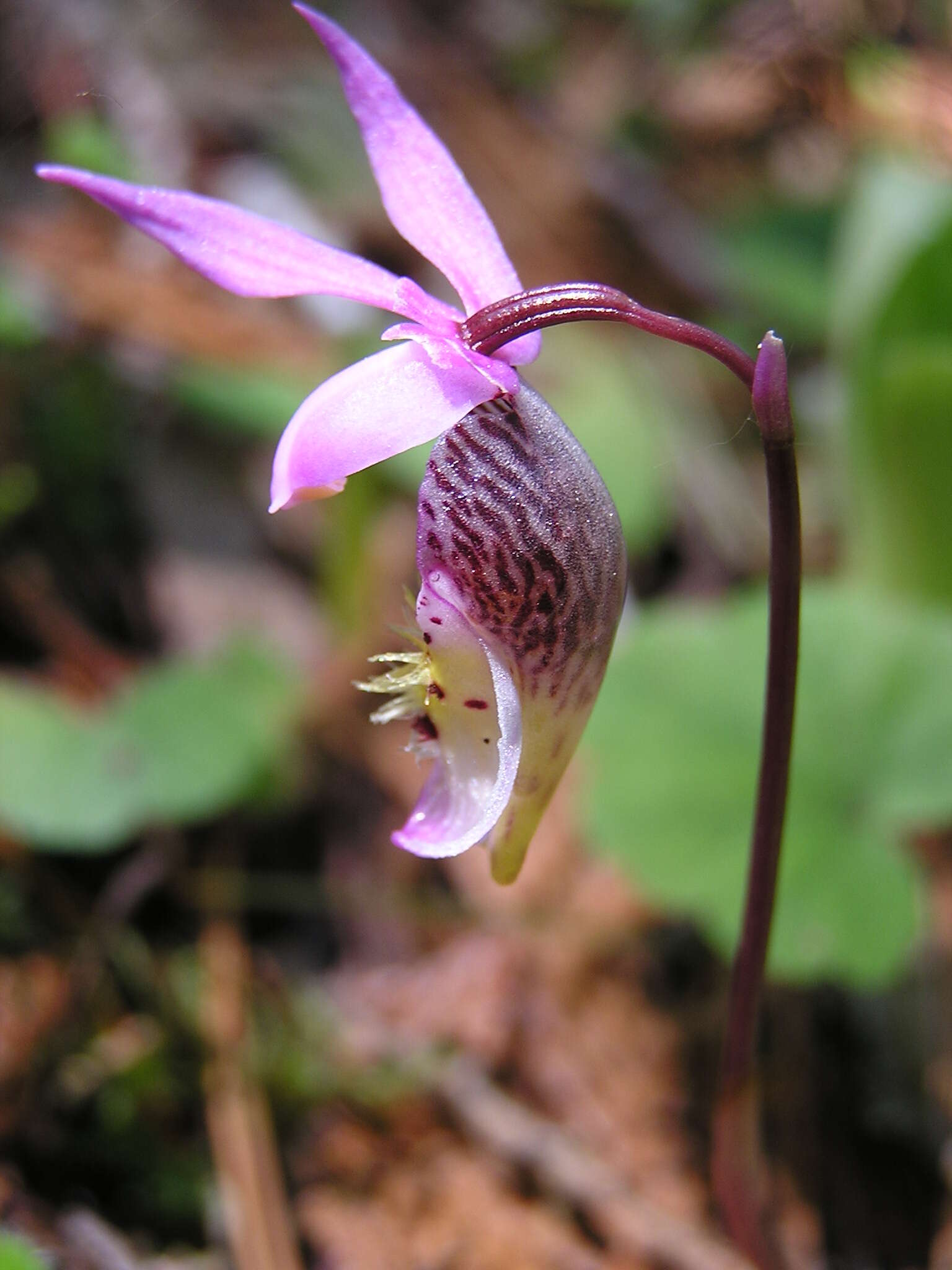 Image of calypso orchid