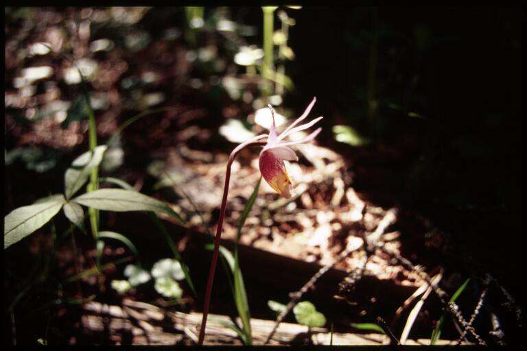 Image of calypso orchid