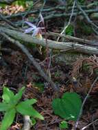 Image of calypso orchid