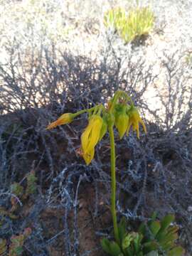 Image of Cotyledon campanulata Marloth